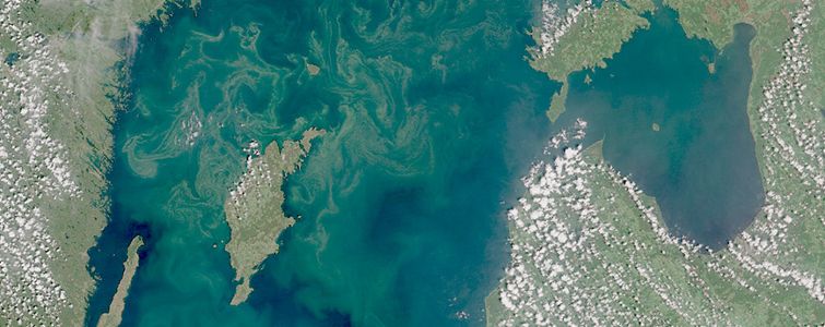 Gröngula blomningar runt Gotland syns tydligt på satellitbild.