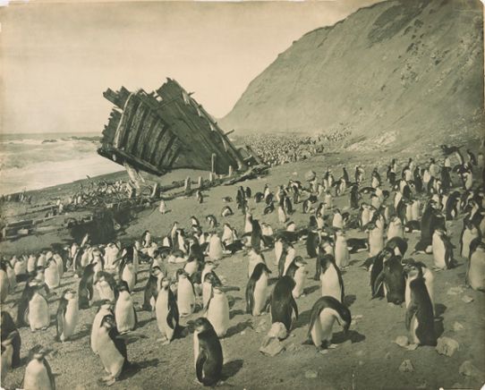 Pingviner på Macquarie Island vid skeppsvraket "The Gratitude" under första halvan av 1910-talet.