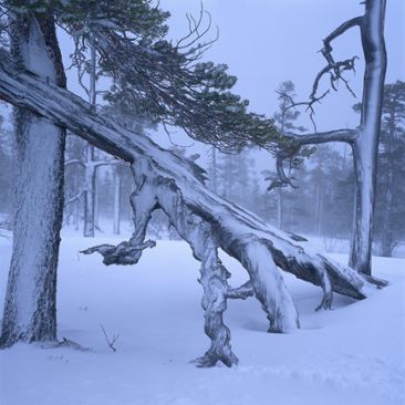 vinterträd