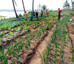 Production de légumes sur les rives inondées du fleuve Licungo