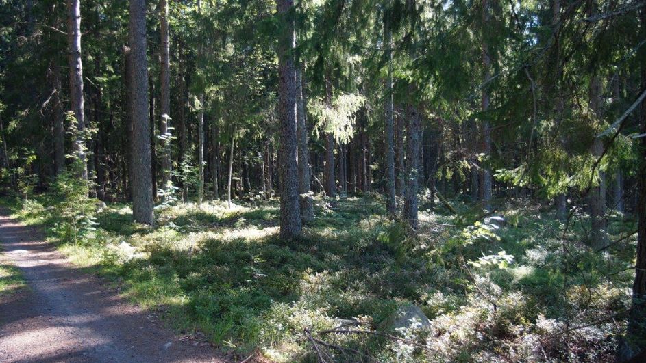 svensk skog