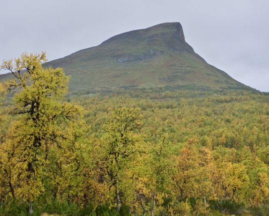 Berget Mittåkläppen med fjällbjörkskog som skiftar i gulgrönt i förgrunden