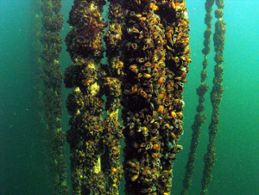 Photo of growing mussels, by Pia Norling 