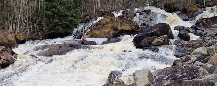 Vårfloden i en å där skummande vatten forsar fram bland steniga stränder och nakna björkar. 