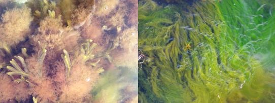 Fintrådiga alger bildar mattor som kan ha stora konsekvenser för den lokala miljön.