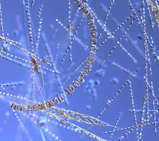Kiselalg växtplankton, vårblomning