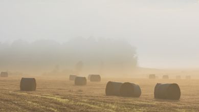Dimma över fält med höbalar i september.