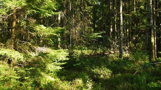Bild på skog i solsken och skugga