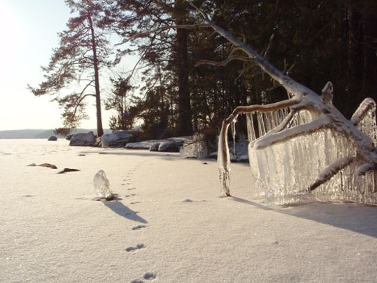 Naturens isskulpturer vid sjön Sommen i södra Östergötland 3 februari 2012.