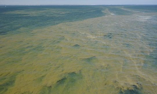Bild på cyanobakterieblomning i södra Östersjön