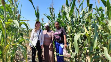 En bild på tre kvinnor som står på ett fält med odlade grödor i Zimbabwe