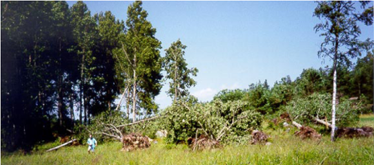 Trädfällning i samband med tromben i Dalhem.
