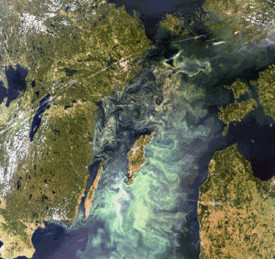 Algblomningen i Östersjön 2005-07-11