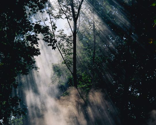 Solljus som skapar vattenånga i en skog.