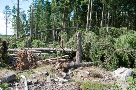 Fälld skog efter en tromb som drabbade Göteryd i Älmhult i Småland 13 augusti 2013. Bilden tagen dag