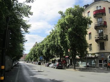Träd i Stockholm