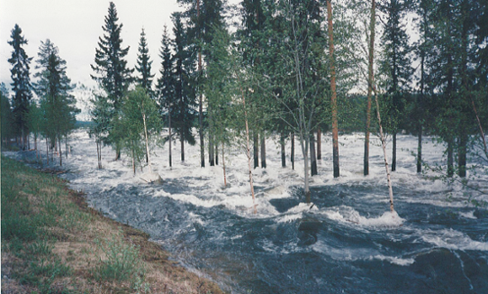 Forsande vatten i en skog
