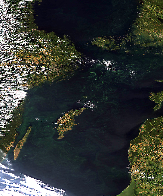 Algblomning i Östersjön sedd från satellit den 16 augusti 2015.