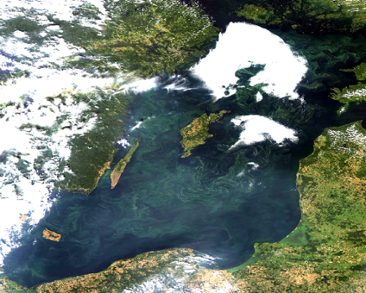 Algblomning i Östersjön den 7 augusti 2015. 