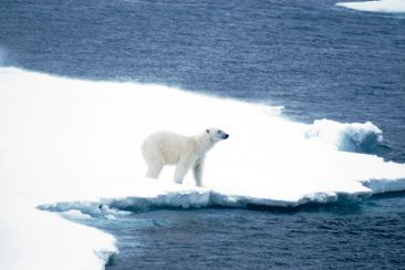 Isbjörn på Svalbard