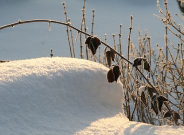 Frostiga blad och strån inbäddade i en snödriva.